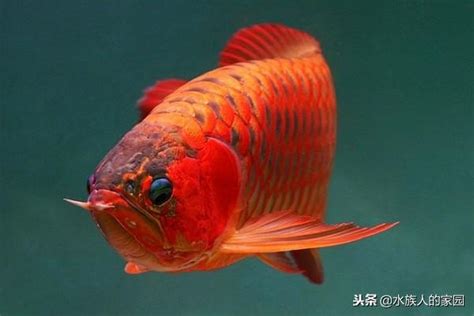 紅龍魚品種|紅龍魚 飼養方法 品種介紹